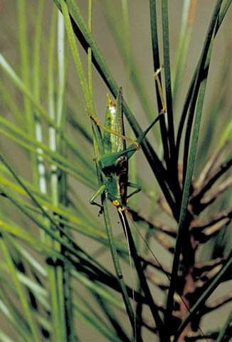 Image of Lesser Pine Katydid