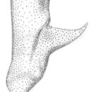 Image de Orchelimum (Orchelimum) vulgare Harris & T. W. 1841