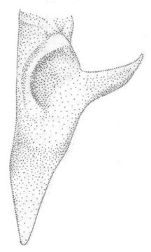 Слика од Orchelimum (Orchelimum) fidicinium Rehn, J. A. G. & Hebard 1907