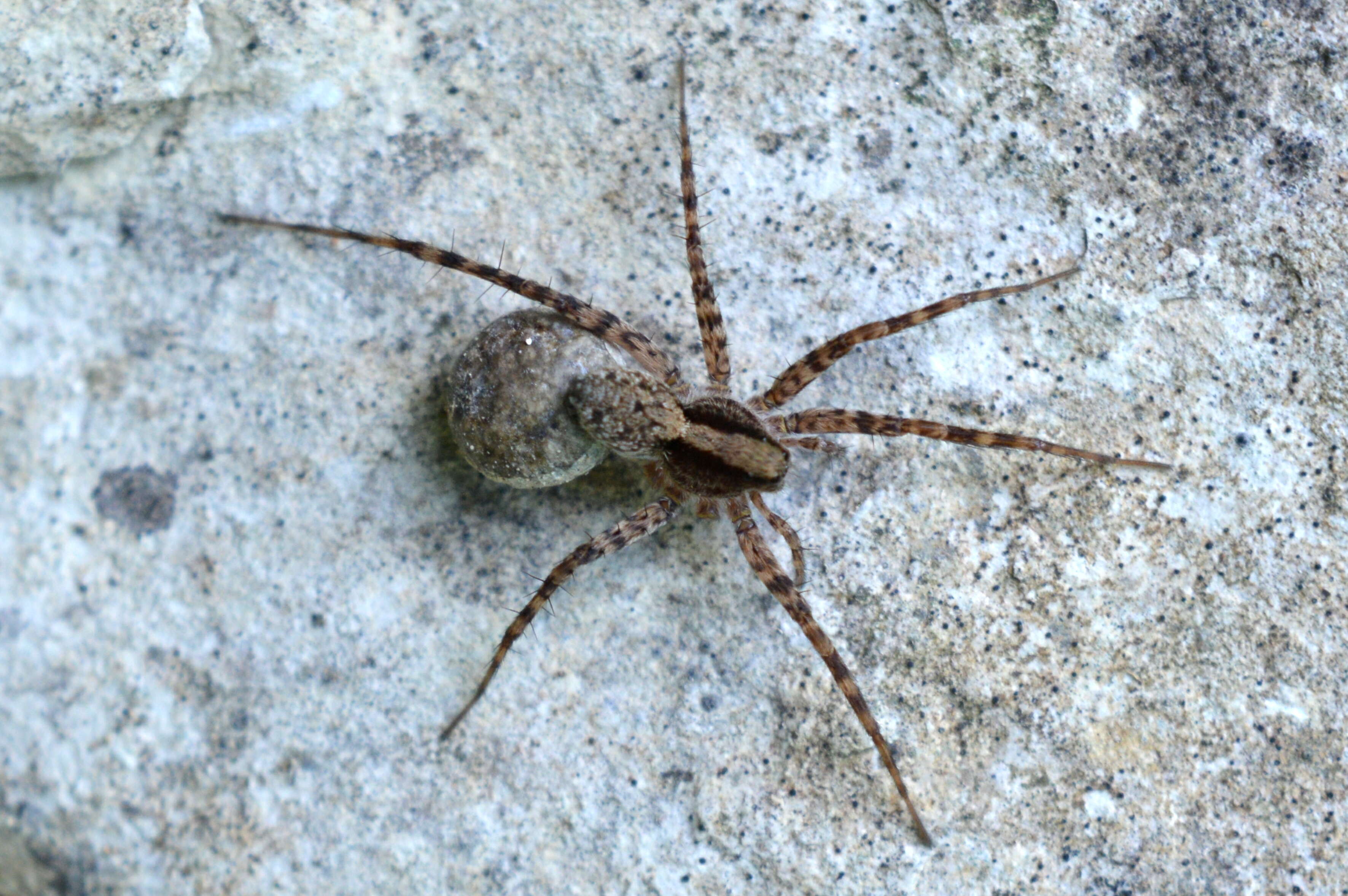 Image of Wolf spider