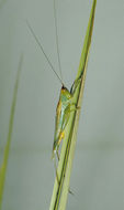 Image of Seaside Meadow Katydid