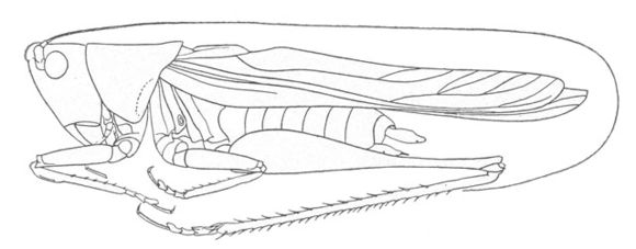 Orchelimum (Metarhoptrum) superbum Rehn, J. A. G. & Hebard 1915的圖片