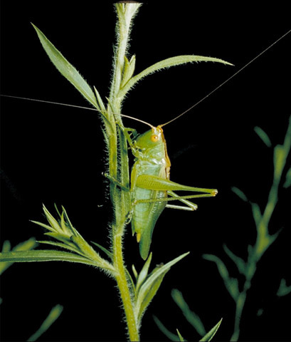 Image of Long-spurred Meadow Katydid