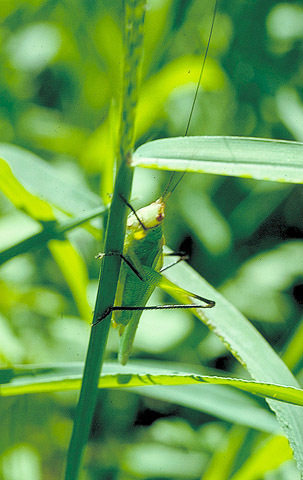 Image of Black-legged Meadow Katydid