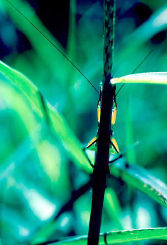 Image of Black-legged Meadow Katydid