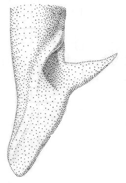 Image de Orchelimum (Orchelimum) bullatum Rehn, J. A. G. & Hebard 1915