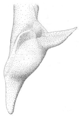 Orchelimum (Orchelimum) carinatum Walker & T. J. 1971的圖片