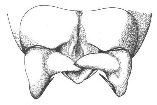 Imagem de Anabrus cerciata Caudell 1907