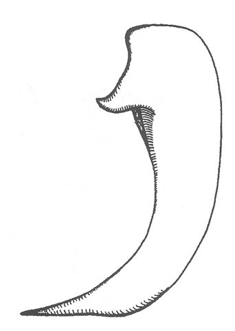 Image of Long-legged Anabrus