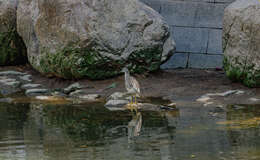 Image of Chinese Pond Heron