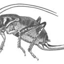 Image of Coulee Cricket