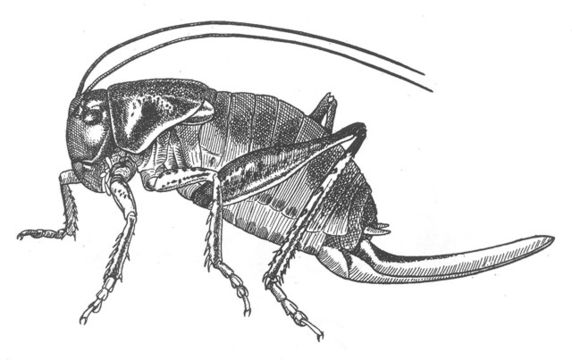 Image of Coulee Cricket