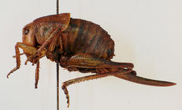 Image of Coulee Cricket