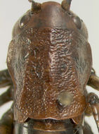 Image of Coulee Cricket