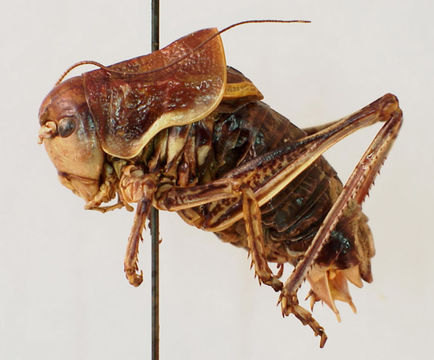 Image of Coulee Cricket