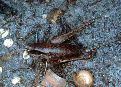 Plancia ëd Atlanticus (Atlanticus) gibbosus Scudder & S. H. 1894