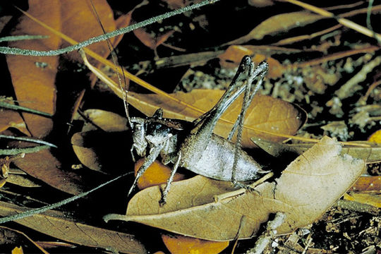 Plancia ëd Atlanticus (Atlanticus) gibbosus Scudder & S. H. 1894