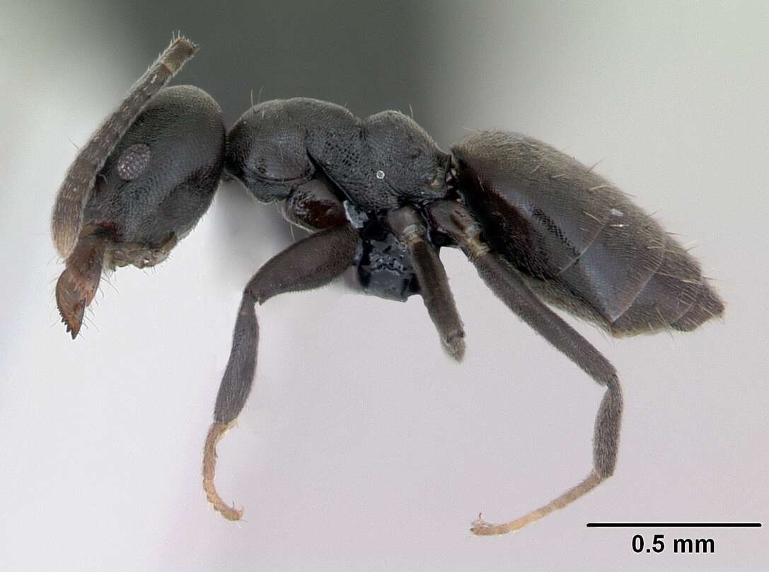 Image of Ant