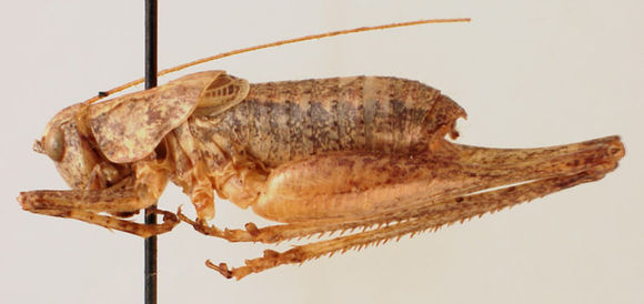 Image of Cryptic-winged Shieldback