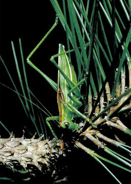 Image of Pine Katydid