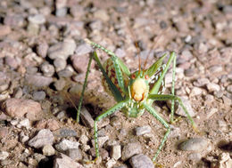 Image of Greater Arid-land Katydid