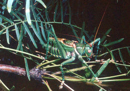 Image of Greater Arid-land Katydid