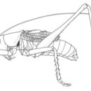 Image of Lesser Arid-land Katydid