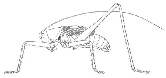 Image of Lesser Arid-land Katydid