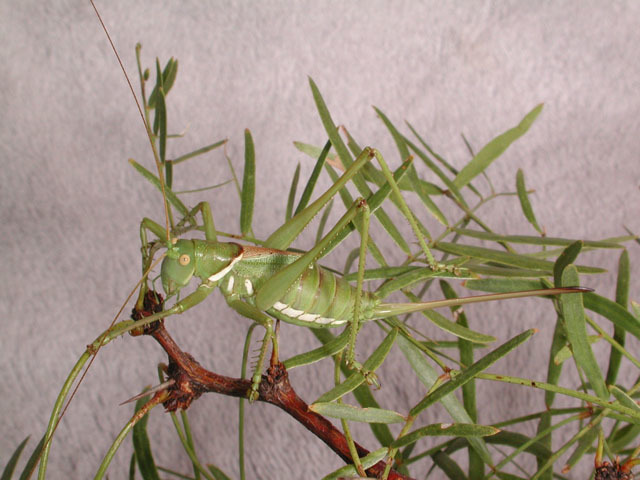 Image of Lesser Arid-land Katydid