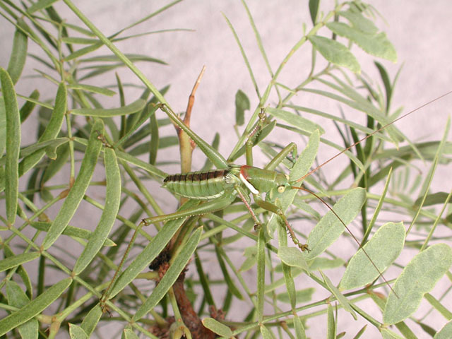 Image of Lesser Arid-land Katydid