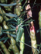 Image of Lesser Arid-land Katydid