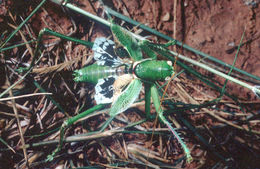 Sivun Neobarrettia victoriae (Caudell 1907) kuva