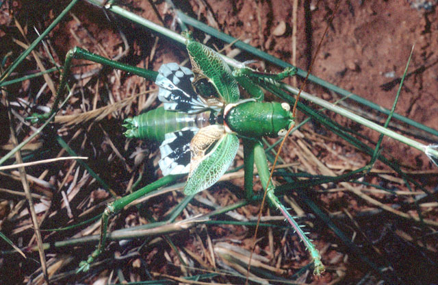 Image of Lesser Arid-land Katydid