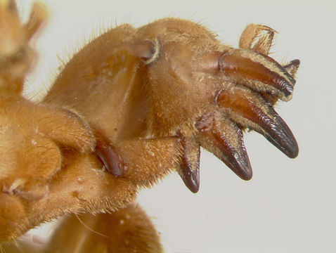 Image of Prairie Mole Cricket