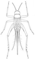 Plancia ëd Trigonidomimus belfragei Caudell 1912