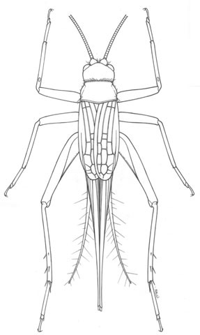 Plancia ëd Trigonidomimus belfragei Caudell 1912