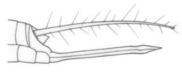 Plancia ëd Trigonidomimus belfragei Caudell 1912