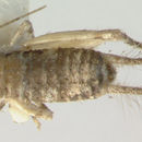 Image of Silent Scaly Cricket