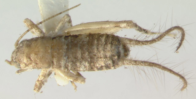Image of Silent Scaly Cricket