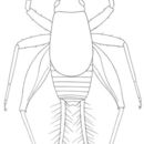 Image of Saussure's Scaly Cricket