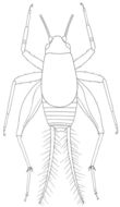 Image of Saussure's Scaly Cricket