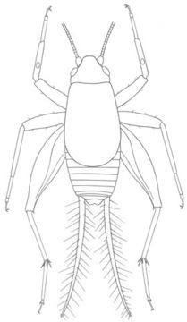 Image of Saussure's Scaly Cricket