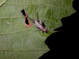 Image of Forest Scaly Cricket