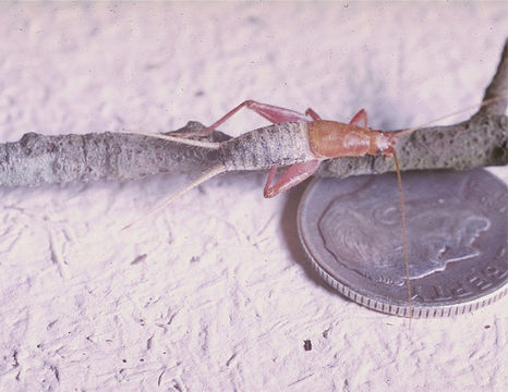 Image of Spectacular Scaly Cricket