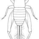 Image of Two-toothed Scaly Cricket