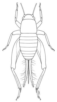 Image of Two-toothed Scaly Cricket