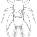Image of Long-winged Scaly Cricket