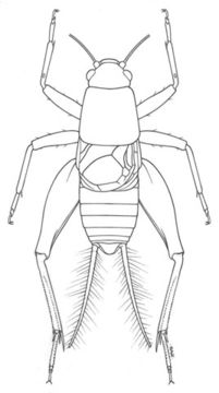 Image of Long-winged Scaly Cricket