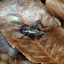 Image of Northern Wood Cricket