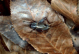 Image of Northern Wood Cricket